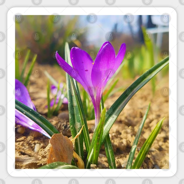 Purple Crocus Close Up Sticker by DesignMore21